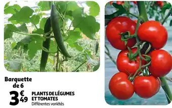 Auchan Plants de légumes et tomates offre