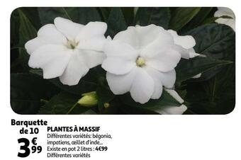 Auchan Plantes à massif offre