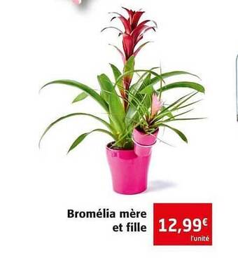 Colruyt Bromélia Mère Et Fille offre