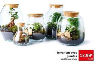 Colruyt Terrarium Avec Plantes offre