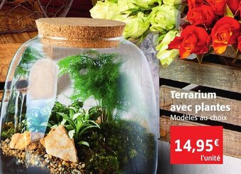Colruyt Terrarium avec plantes offre