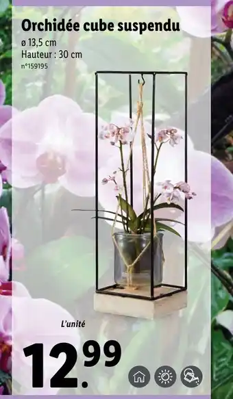 Lidl Orchidée Cube Suspendu offre