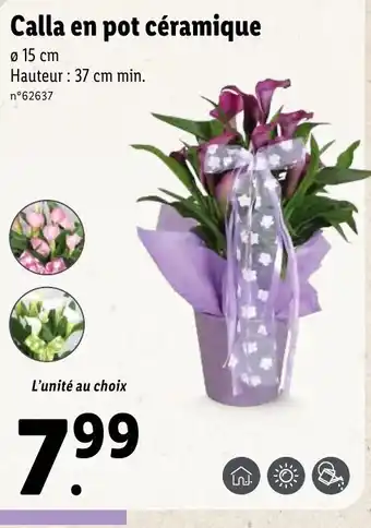 Lidl Calla En Pot Céramique offre