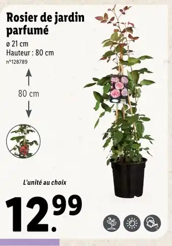 Lidl Rosier De Jardin offre