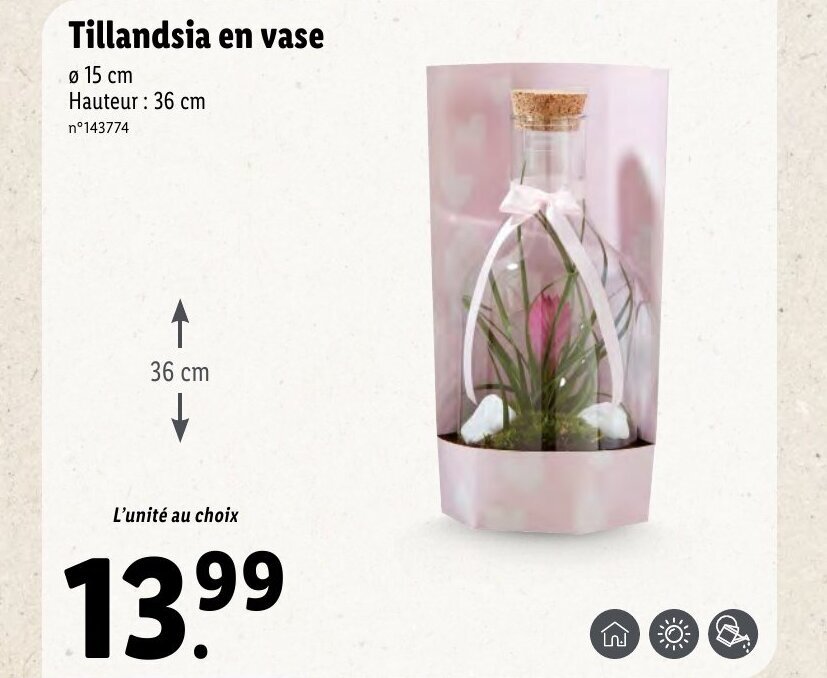 Promo Tillandsia En Vase chez Lidl