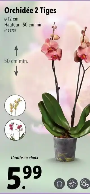 Lidl Orchidée 2 Tiges offre
