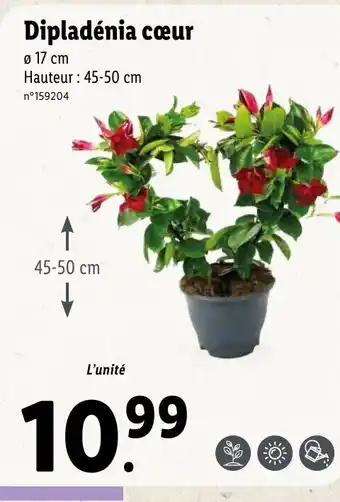 Lidl Dipladénia cœur offre