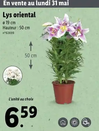 Lidl Lys Oriental offre