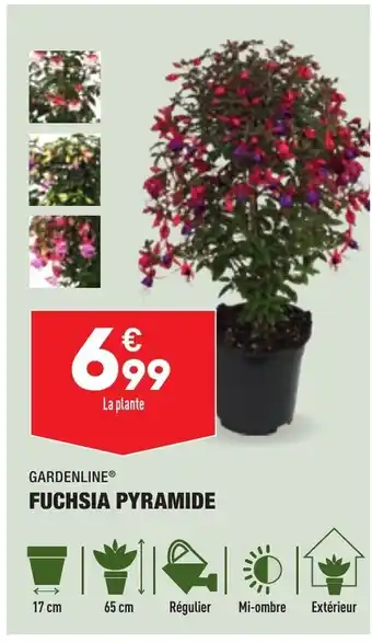 ALDI Fuchsia Pyramide offre