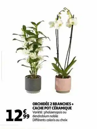 Auchan Orchidée 2 Branches + Cache Pot Céramique offre