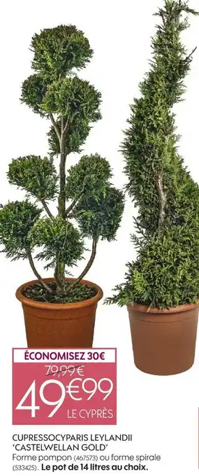Castelwellan gold cupressocyparis leylandii