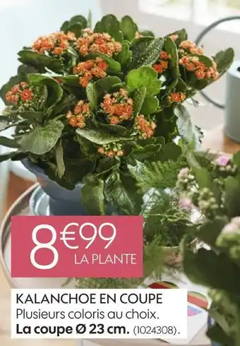 Truffaut Kalanchoe en coupe offre
