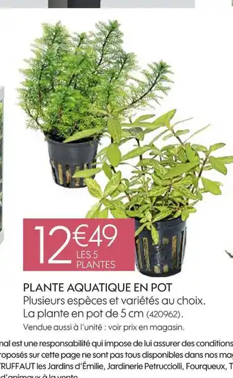 Truffaut Plante aquatique en pot offre