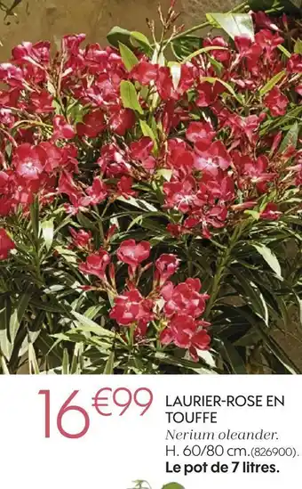Truffaut Laurier-rose en touffe offre