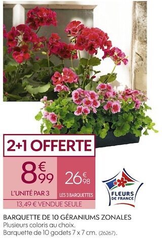 Barquette de 10 géraniums zonales