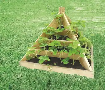 Pyramide Ă plants