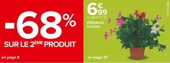 Carrefour Dipladenia tricolore offre