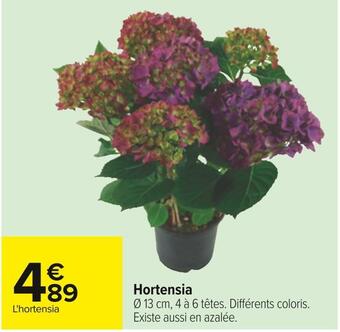 Carrefour Hortensia offre