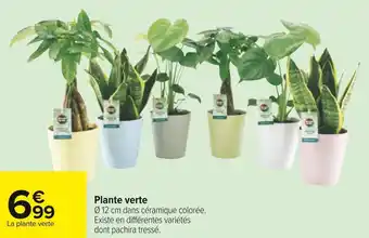 Carrefour Plante verte offre