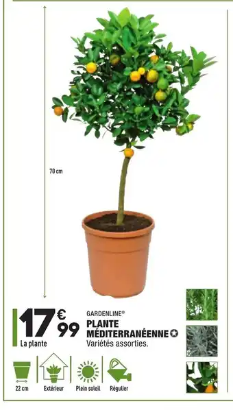 ALDI Plante Méditerranéenne offre