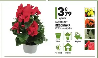 ALDI Bégonia offre
