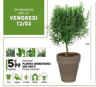 ALDI Plantes Aromatiques Sur Tige offre