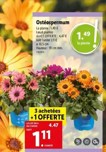 Lidl Ostéospermum offre