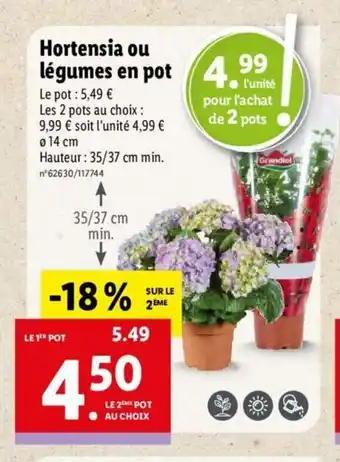 Lidl Hortensia Ou Légumes En Pot offre