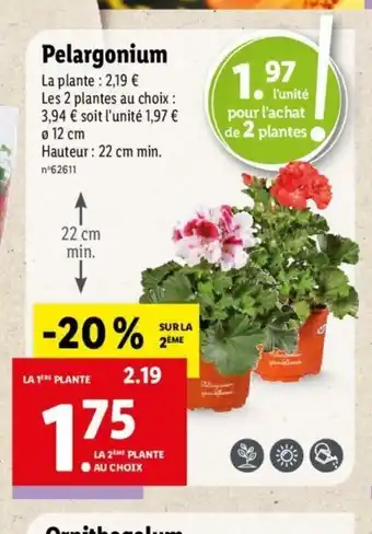 Lidl Pelargonium offre