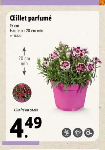 Lidl Oeillet Parfumé offre