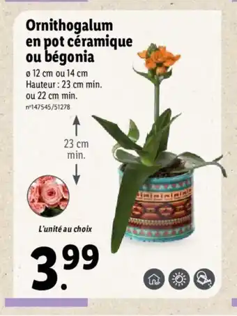 Lidl Ornithogalum En Pot Céramique Ou Bégonia offre
