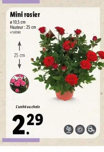 Lidl Mini Rosier offre