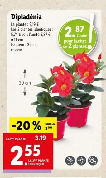 Lidl Dipladénia offre