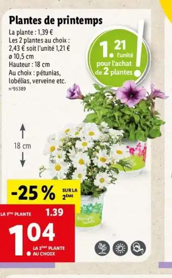 Lidl Plantes De Printemps offre