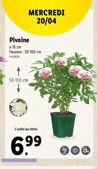 Pivoine