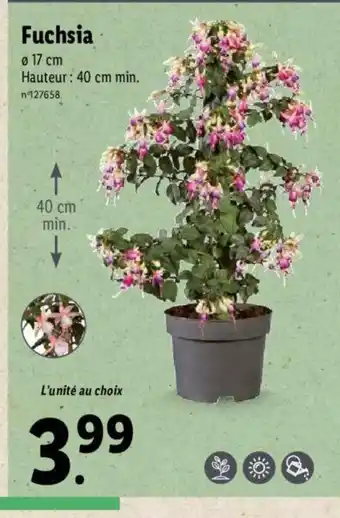 Lidl Fuchsia offre