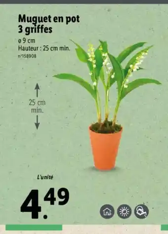 Lidl Muguet En Pot 3 Griffes offre