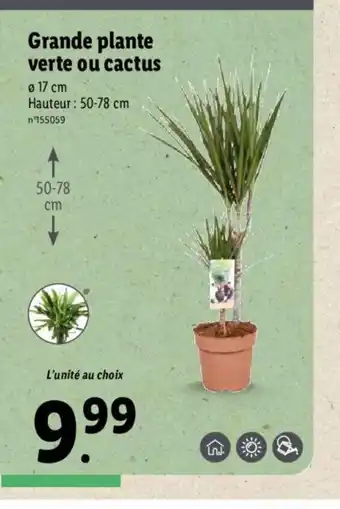 Lidl Grande Plante Verte Ou Cactus offre