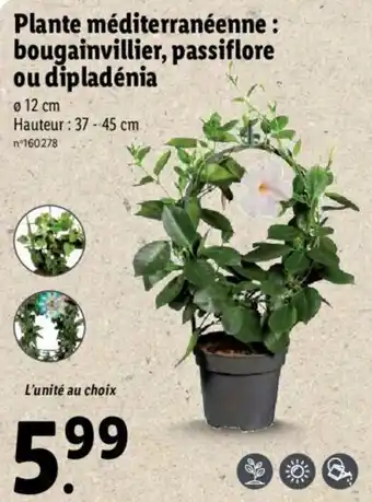 Lidl Plante méditerranéenne offre