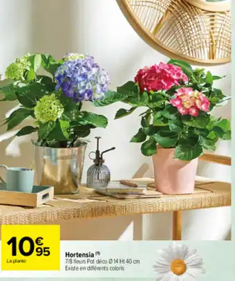Hortensia