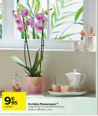 Carrefour Market Orchidée Phalaenopsis offre