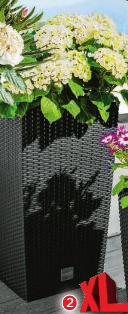 Norma Colonne à plantes offre