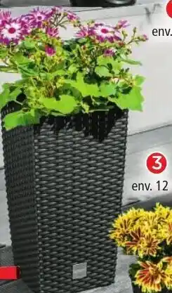 Norma Colonne à plantes offre