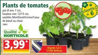 Norma Plants de tomates offre