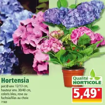 Norma Hortensia offre