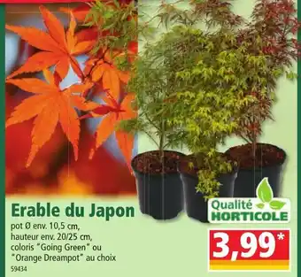 Norma Erable du japon offre