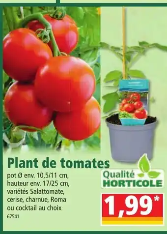 Norma Plant de tomates offre