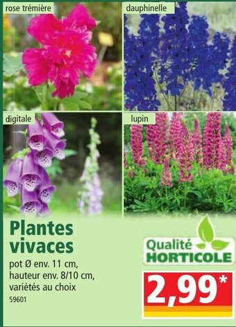 Norma Plantes vivaces offre