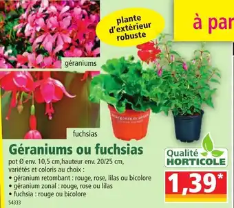 Norma Géraniums ou fuchsias offre