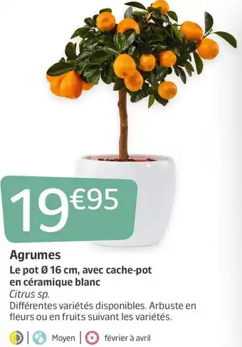 Jardiland Agrumes offre